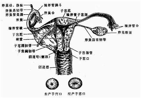 陰女|女性生殖系統